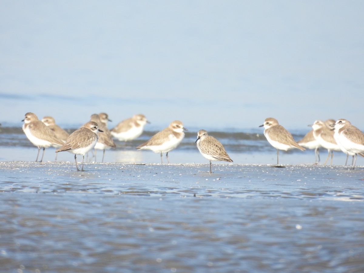 Tibetan Sand-Plover - ML647123492