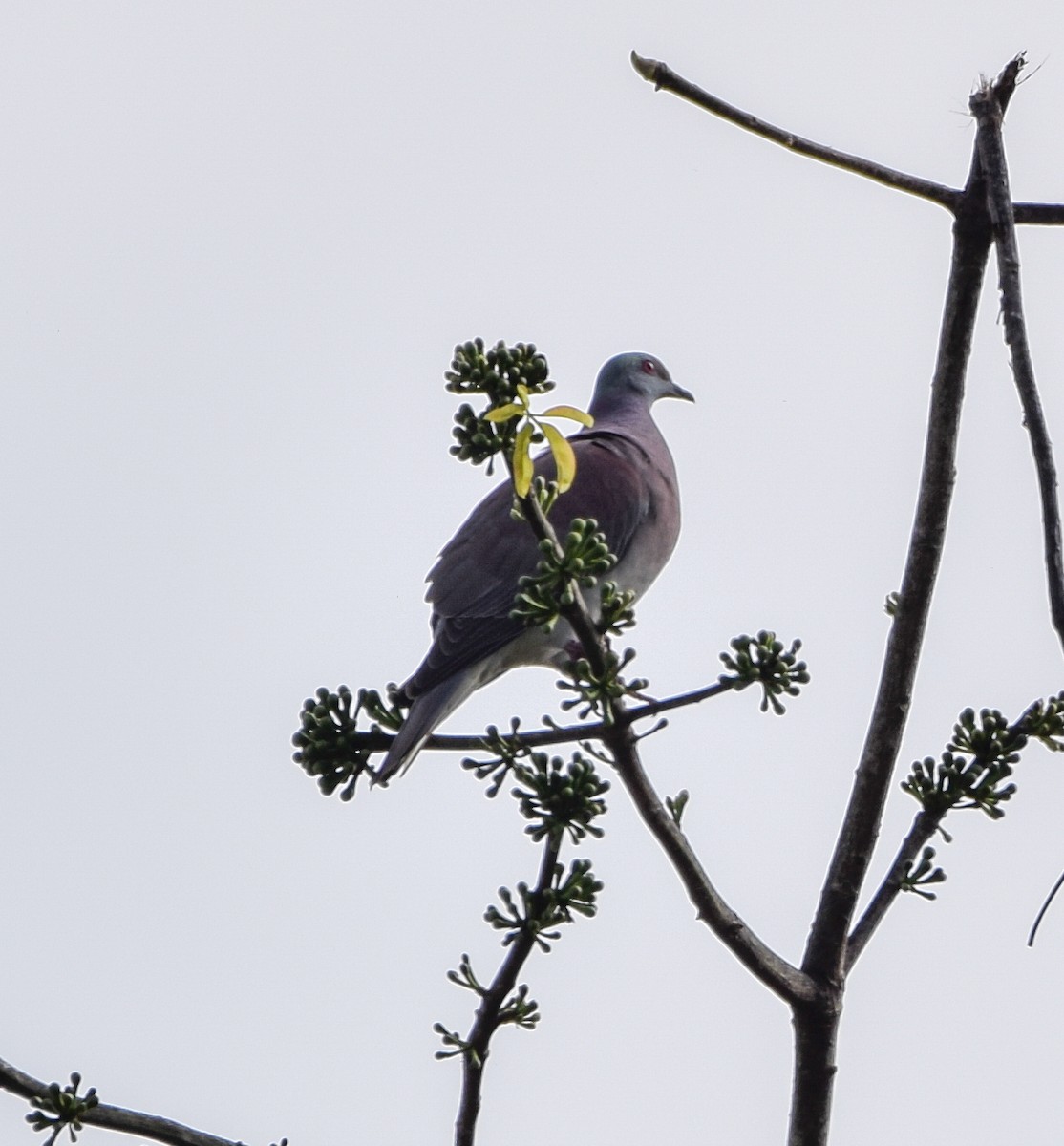 Pale-vented Pigeon - ML647123493
