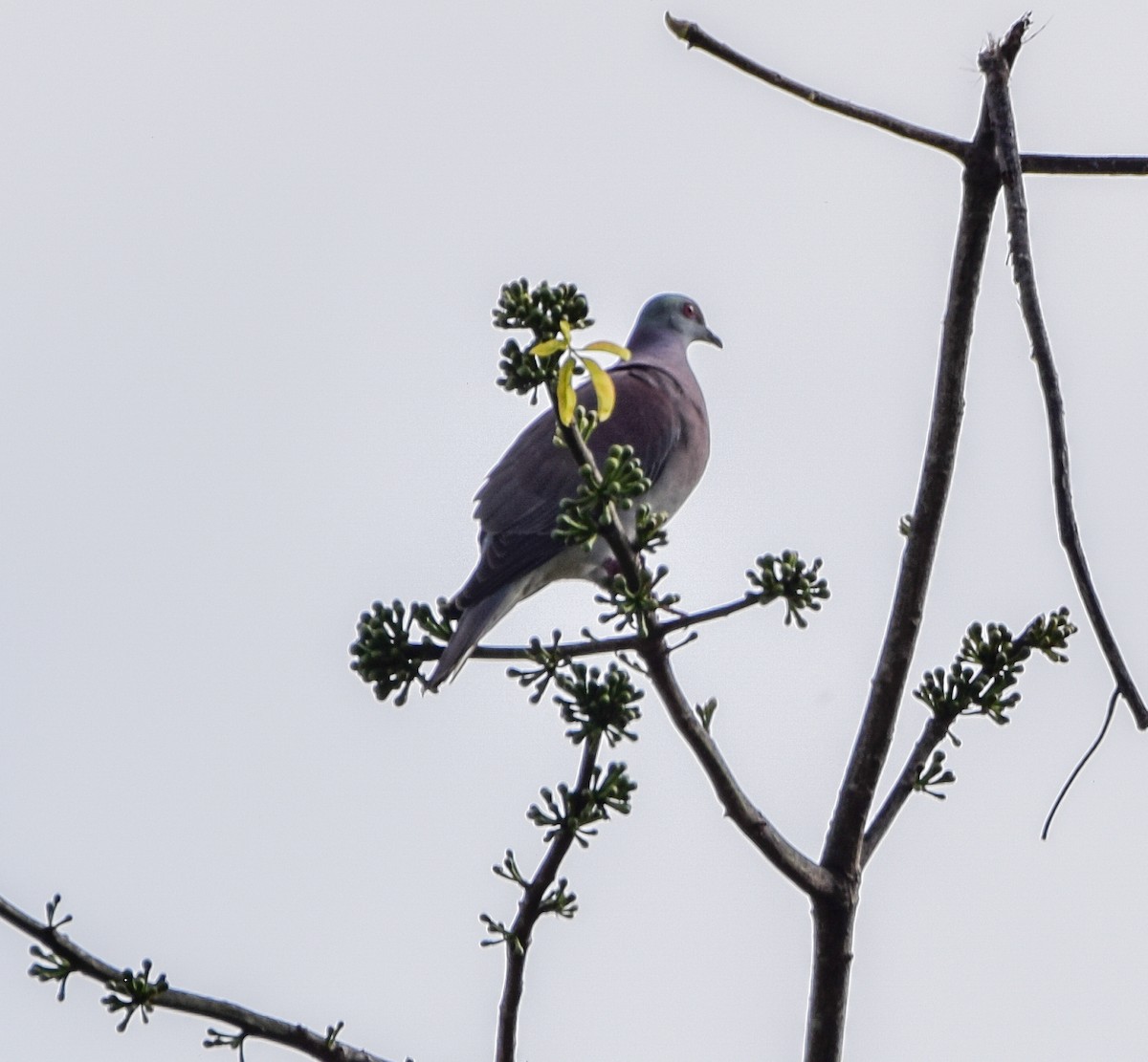 Pale-vented Pigeon - ML647123494