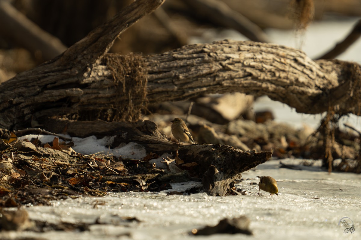 Altın İskete - ML647123495