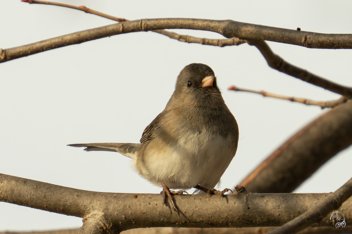 Kara Gözlü Junko - ML647123499