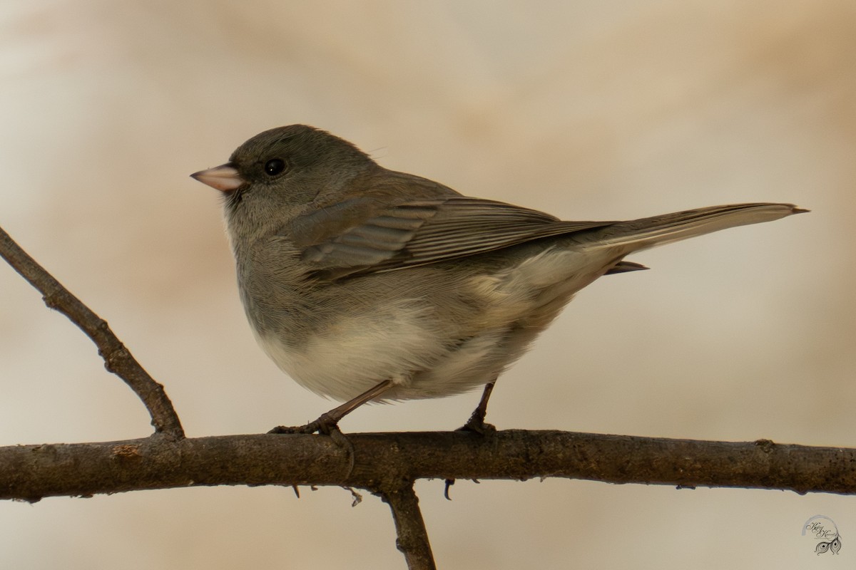 Kara Gözlü Junko - ML647123500