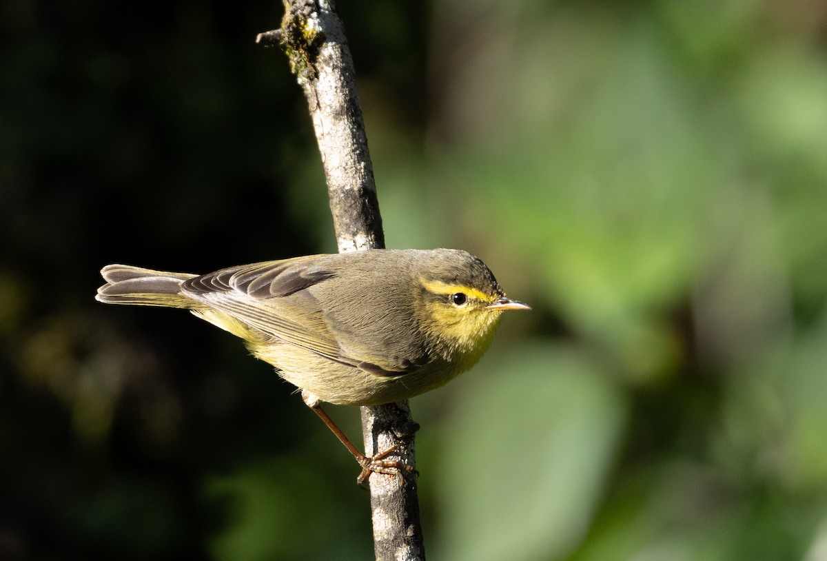 Tickell Çıvgını - ML647123502