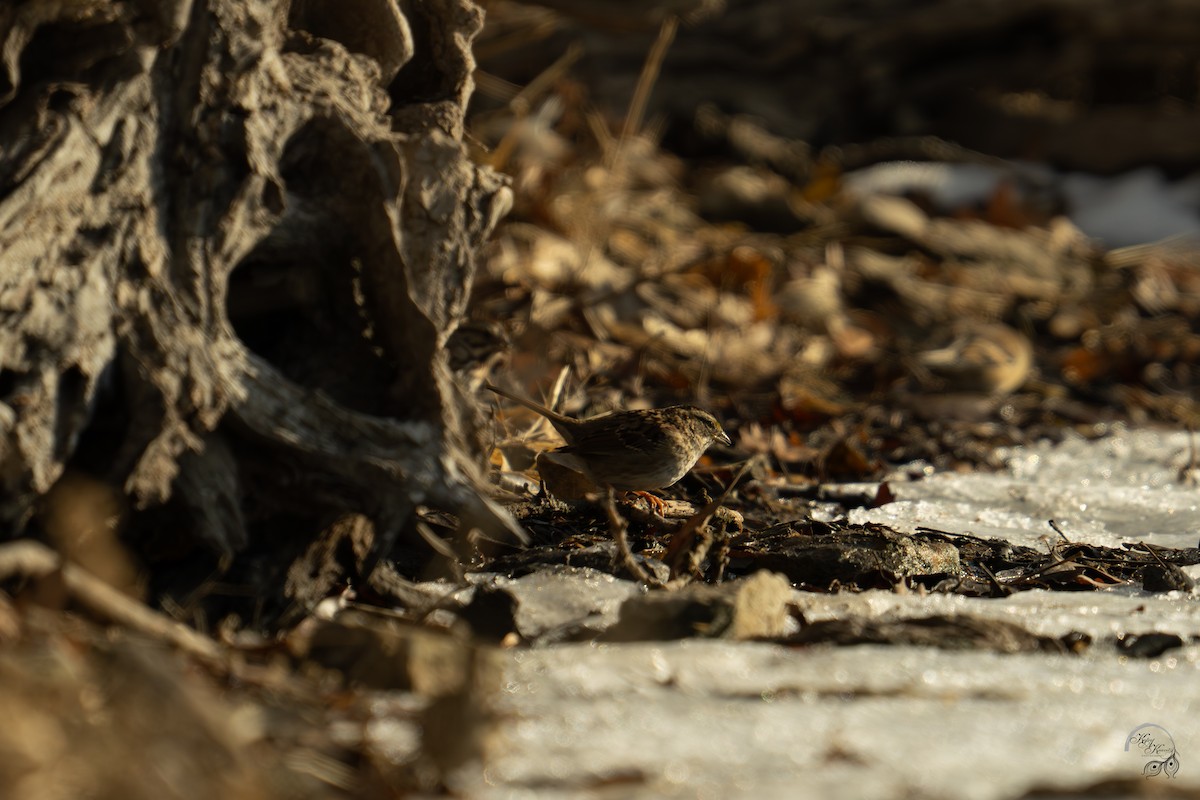 Ak Boğazlı Serçe - ML647123504