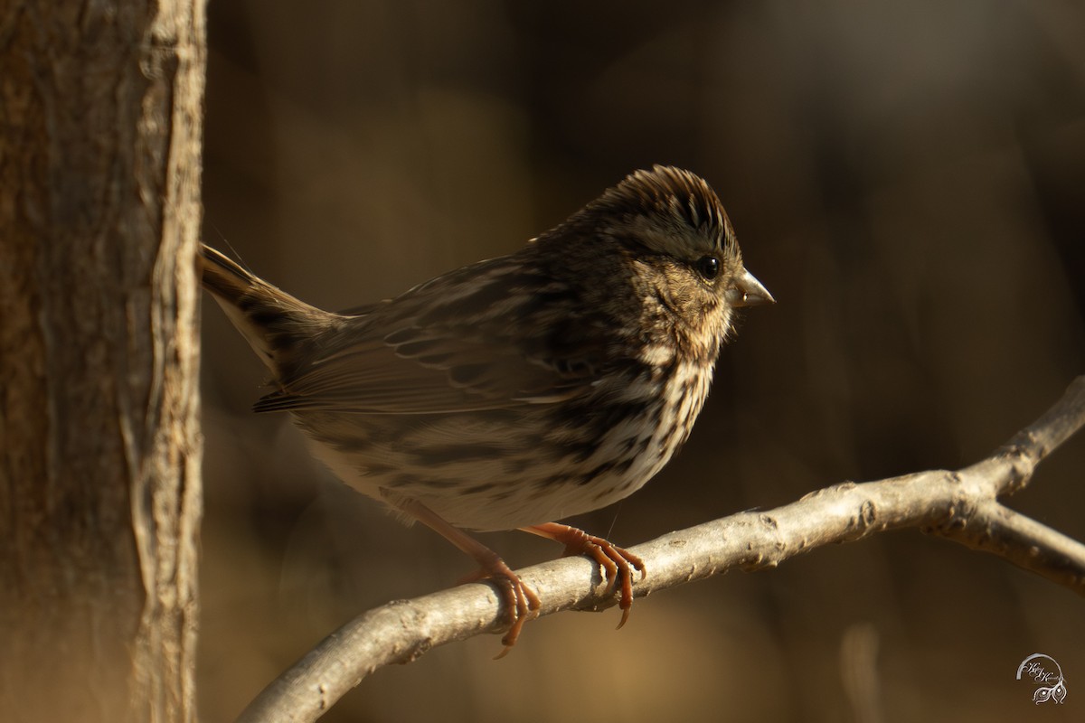 Ötücü Serçe - ML647123505