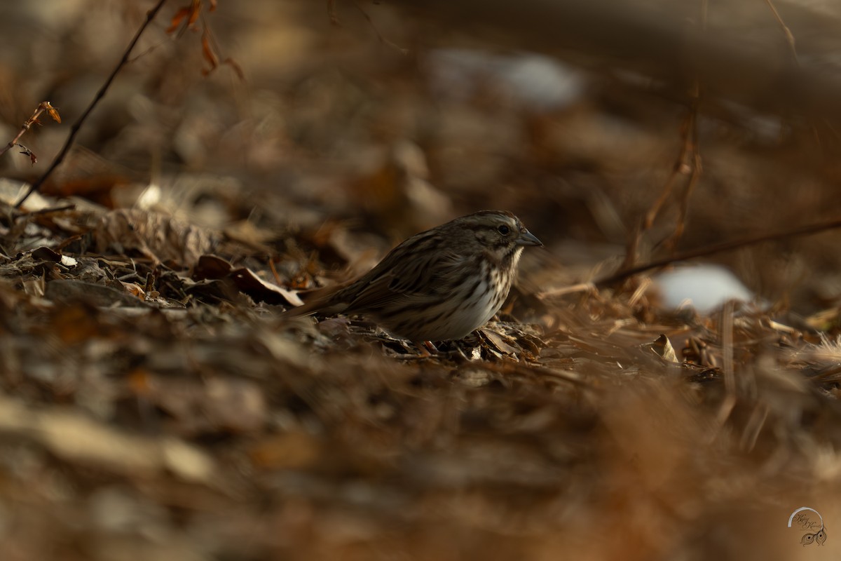 Ötücü Serçe - ML647123507