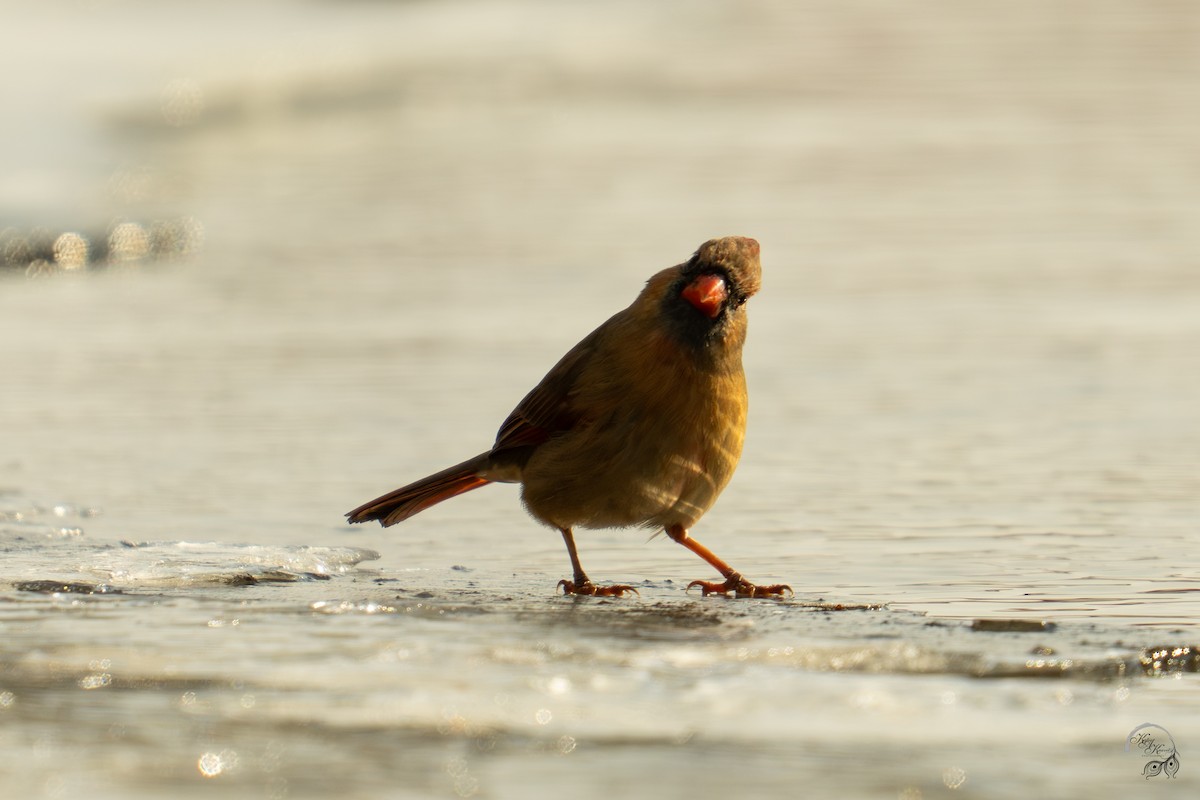 Kırmızı Kardinal - ML647123508