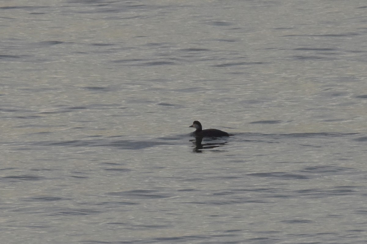 Common Scoter - ML647123510