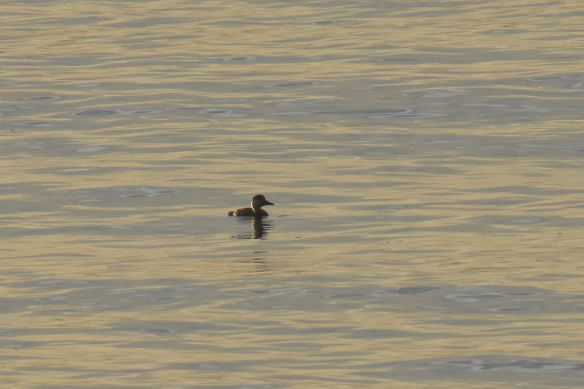 Common Scoter - ML647123511