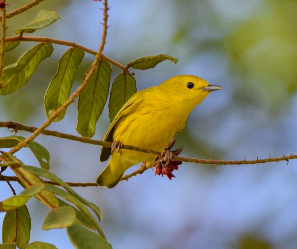 lesňáček zlatotemenný - ML647123516