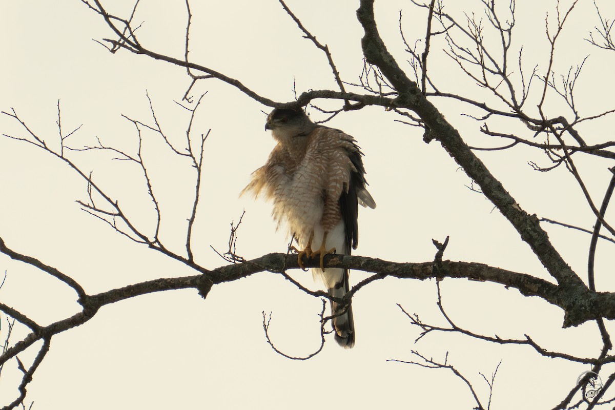 Cooper Atmacası - ML647123517