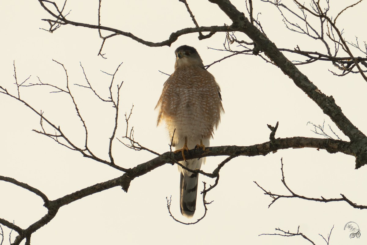 Cooper Atmacası - ML647123518