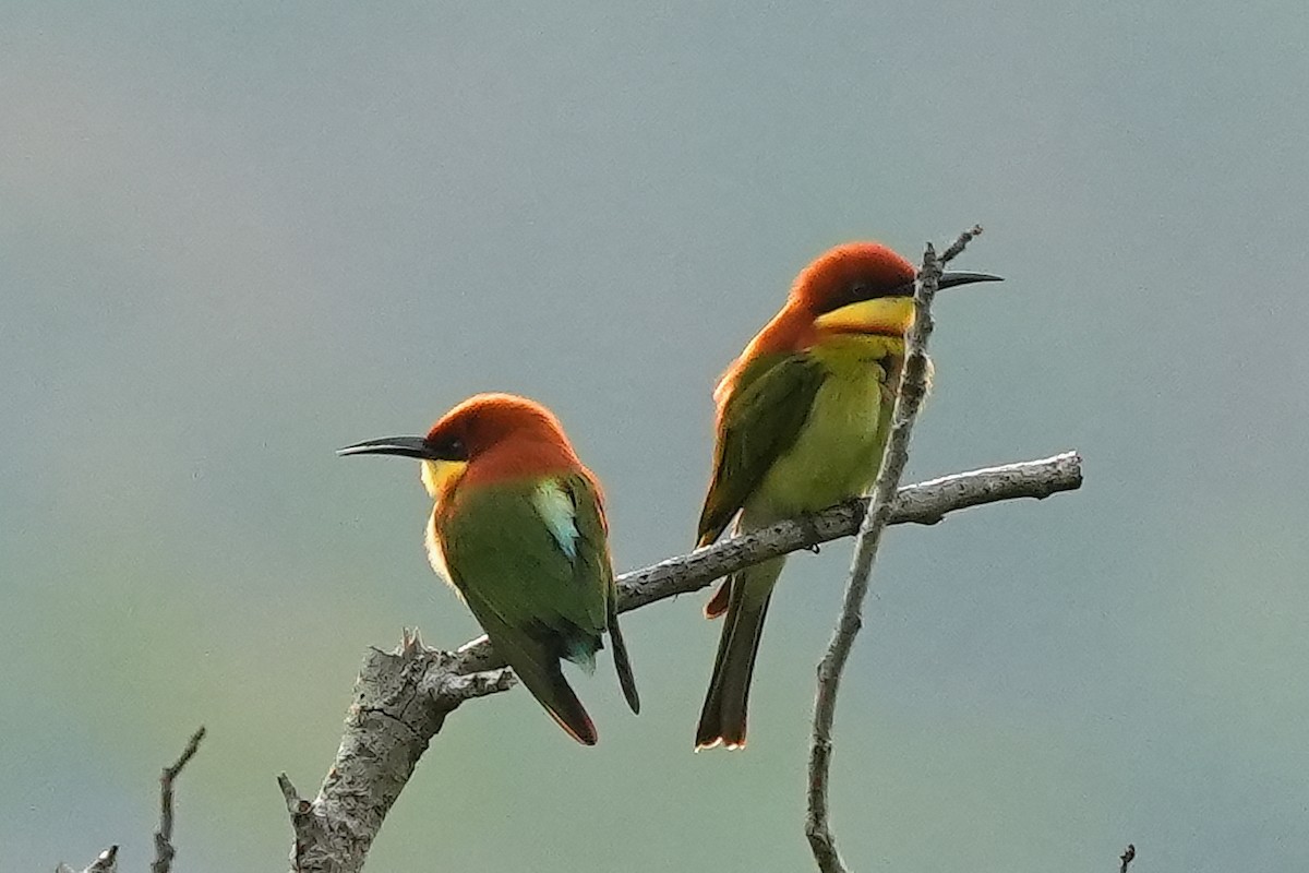 Chestnut-headed Bee-eater - ML647123522