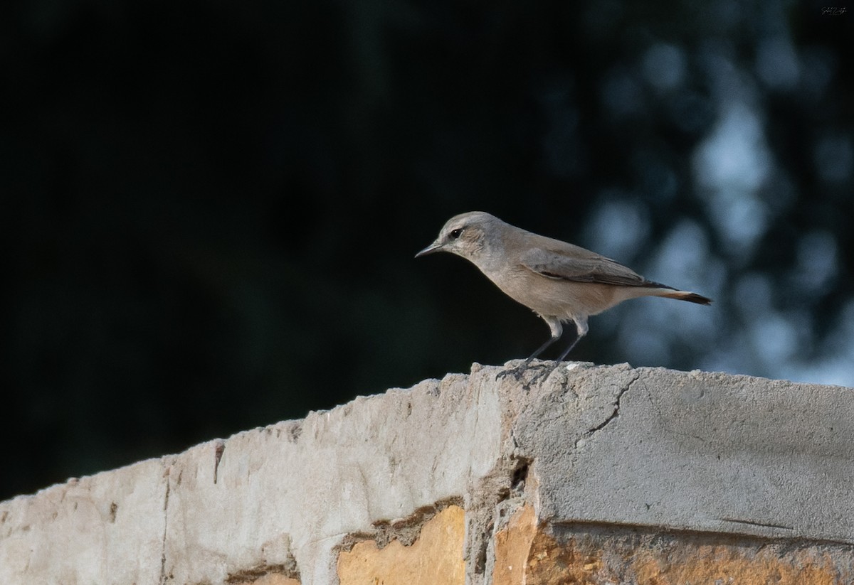 Persian Wheatear - ML647123524