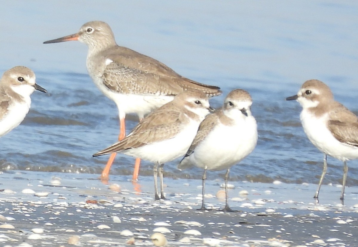 赤足鷸 - ML647123526