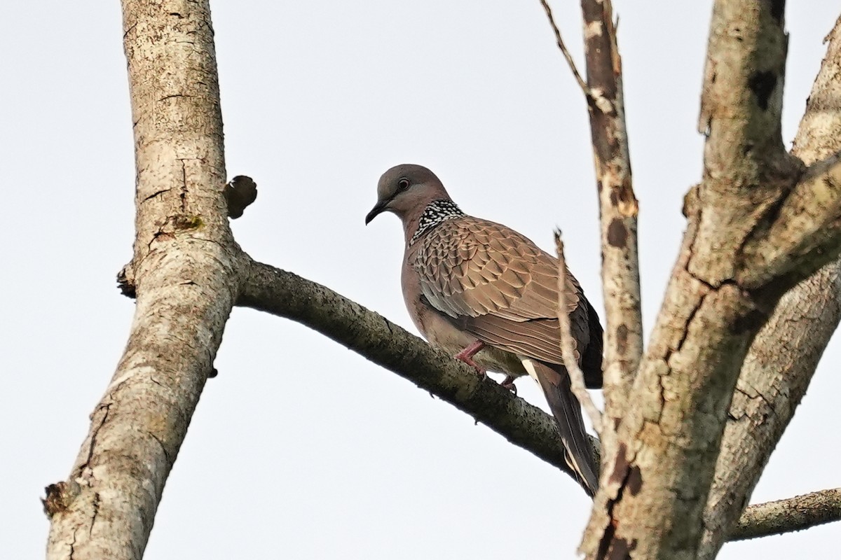 珠頸斑鳩(chinensis/tigrina) - ML647123529
