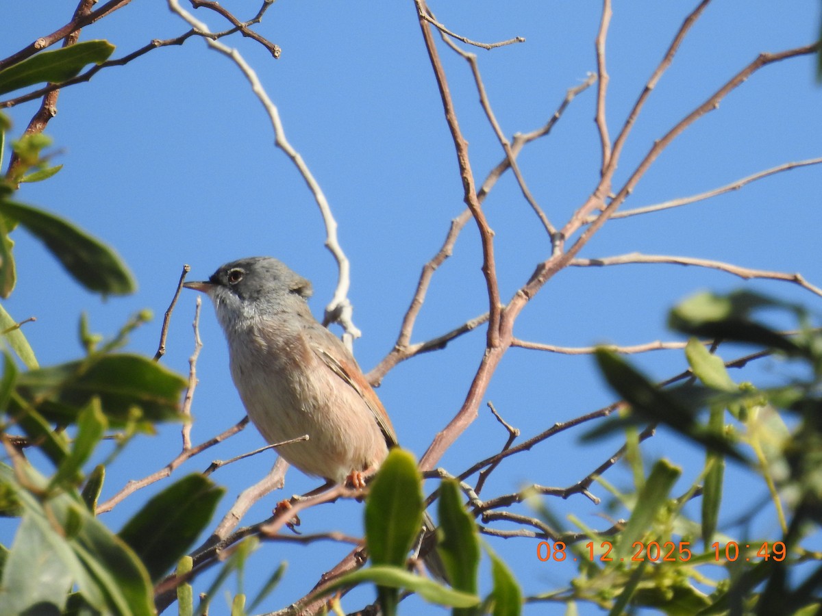Spectacled Warbler - ML647123530