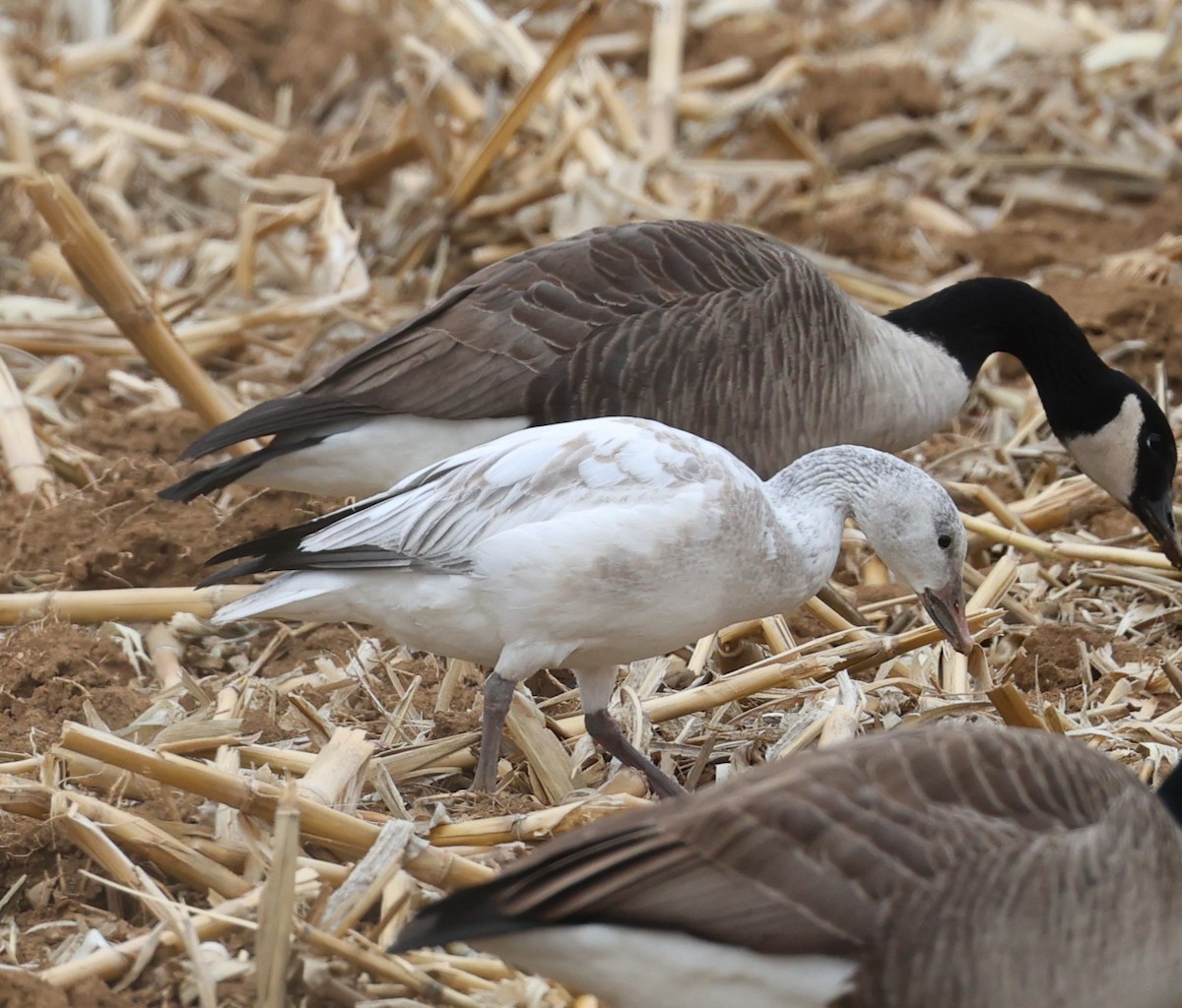 Snow Goose - ML647123531