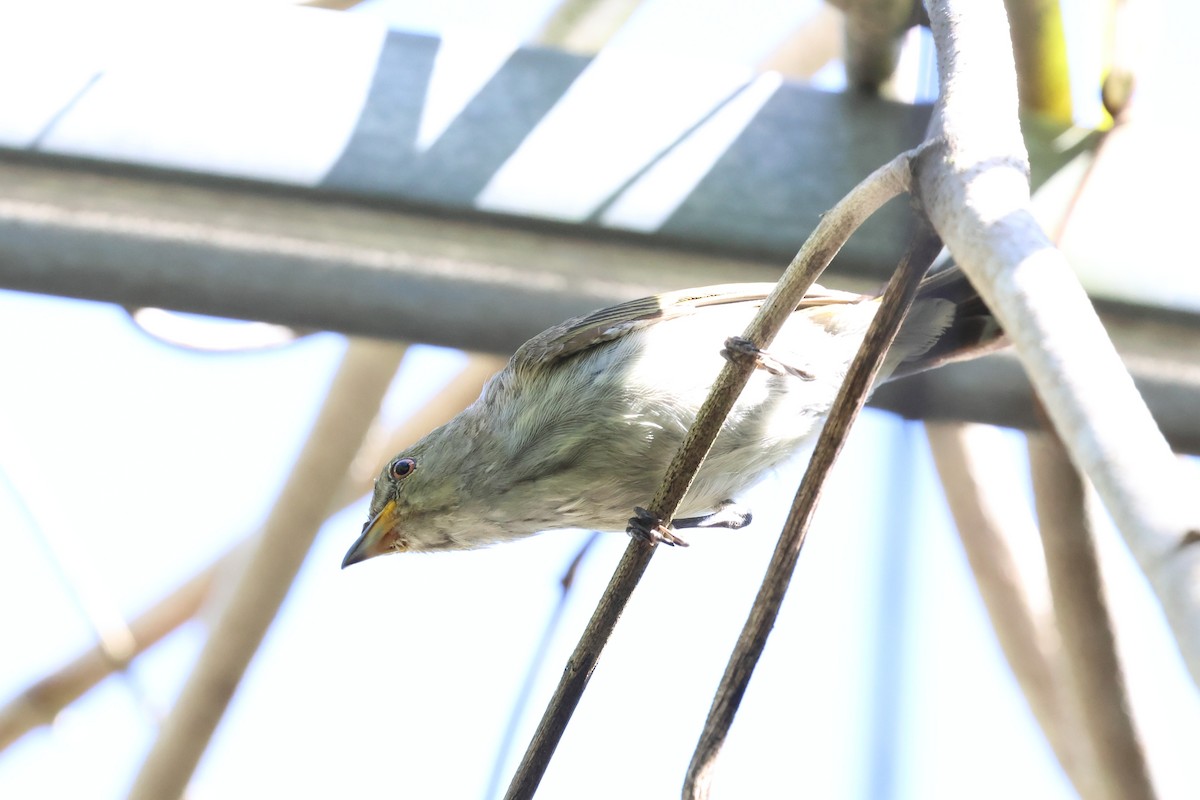 Thick-billed Flowerpecker - ML647123536
