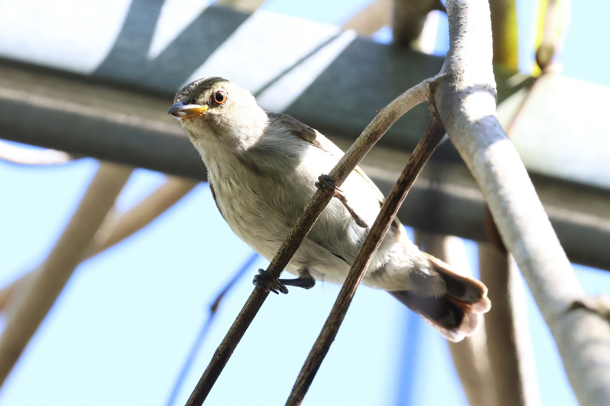 Thick-billed Flowerpecker - ML647123537