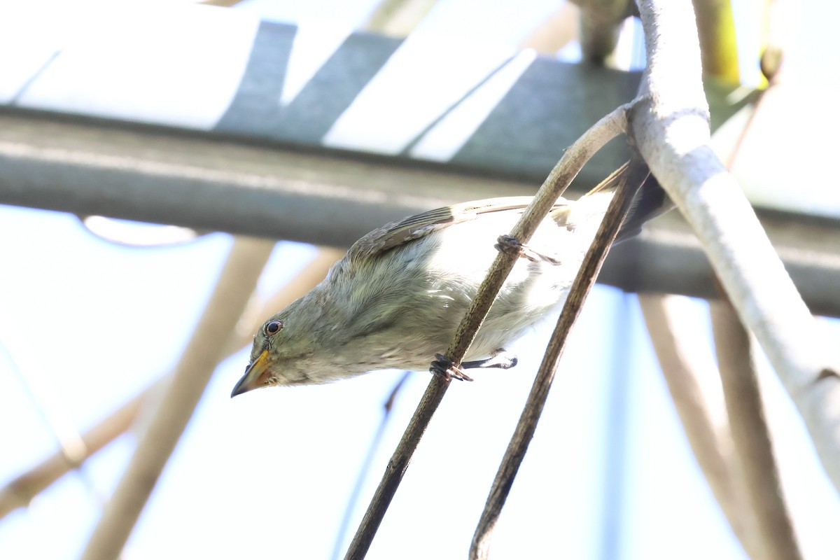 Thick-billed Flowerpecker - ML647123538