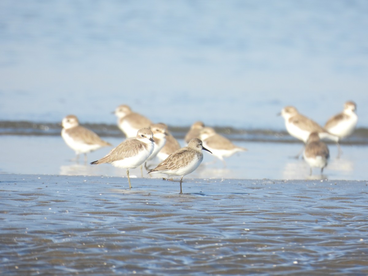 黑腹濱鷸 - ML647123541