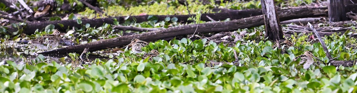 大地鷸 - ML647123542