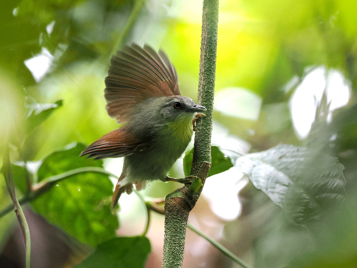 Pin-striped Tit-Babbler (Palawan) - ML647123545