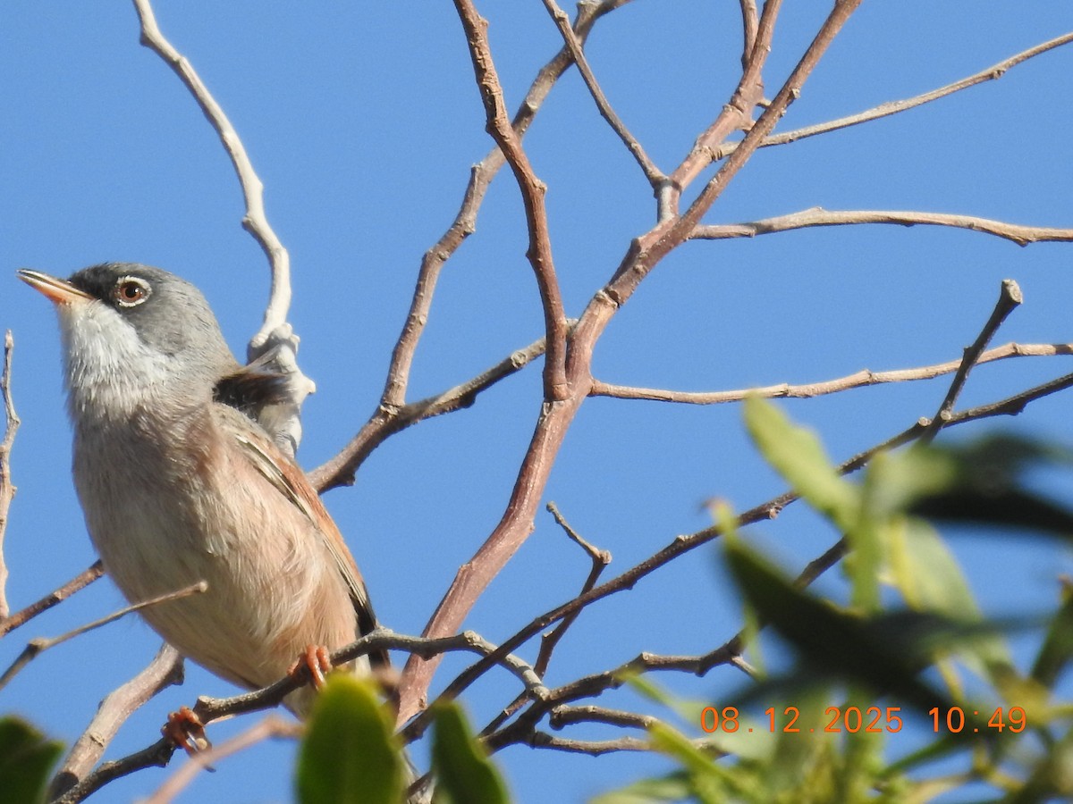 Spectacled Warbler - ML647123546