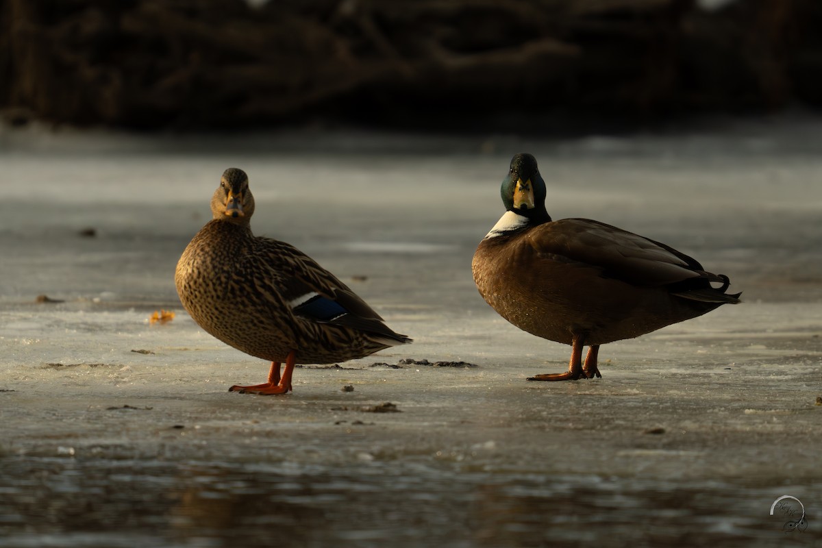 綠頭鴨 - ML647123551