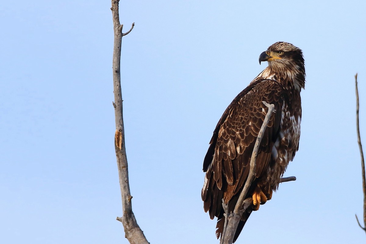 Bald Eagle - ML647123552