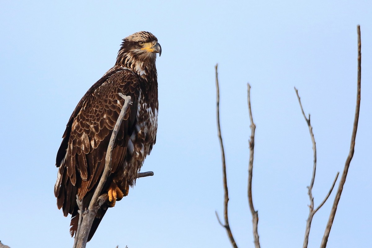 Bald Eagle - ML647123553