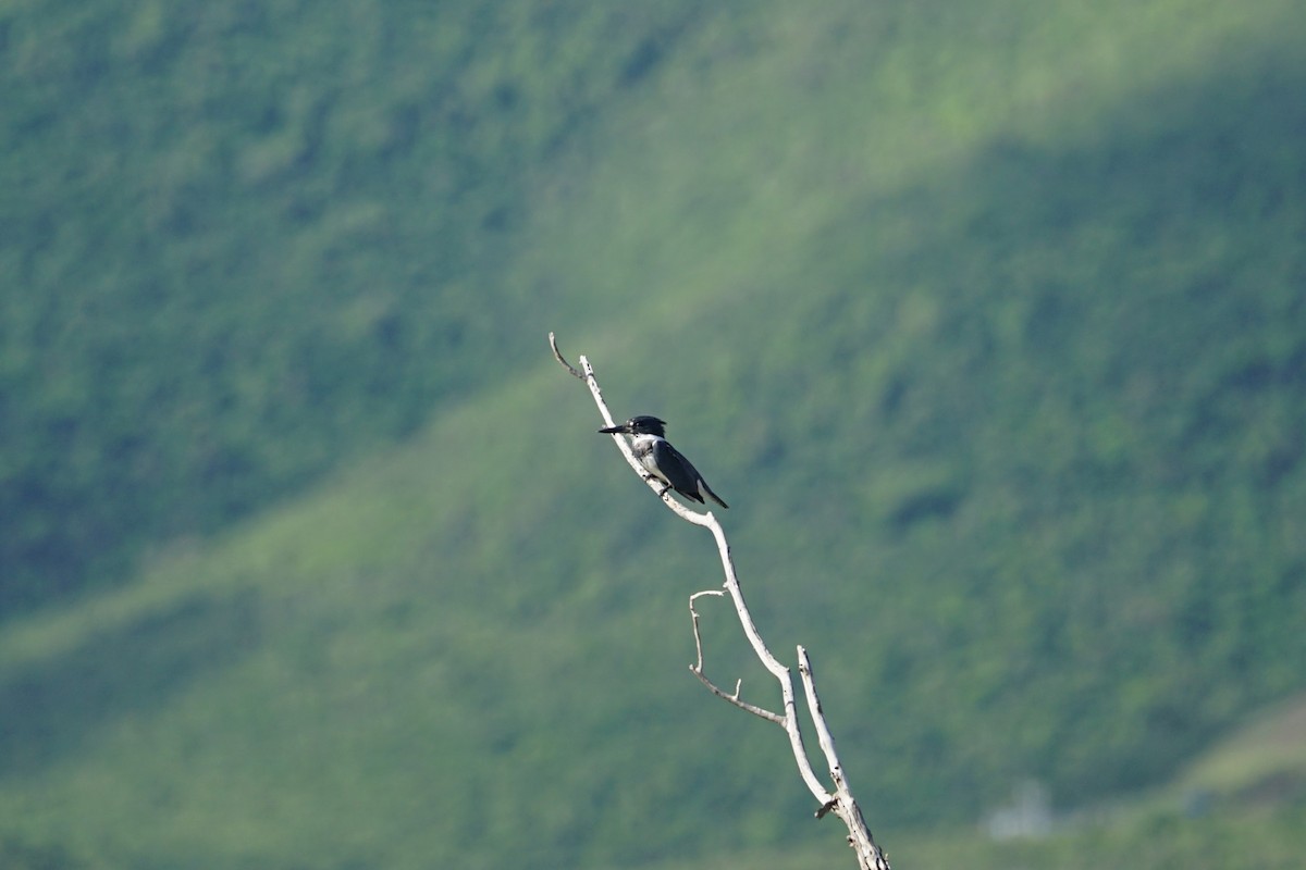 Belted Kingfisher - ML647123555