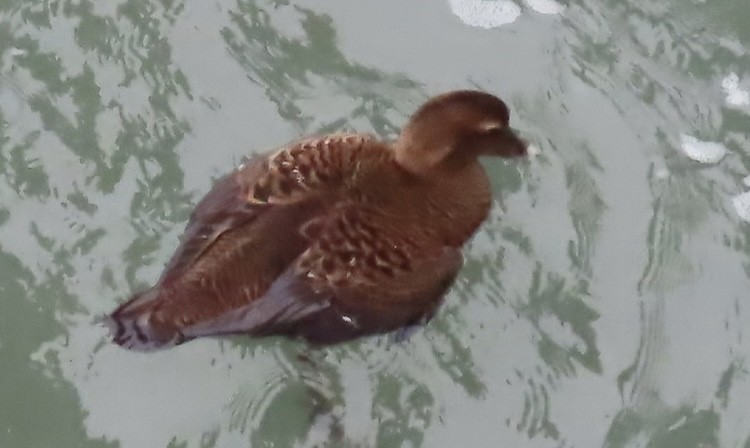 Common Eider - ML647123556