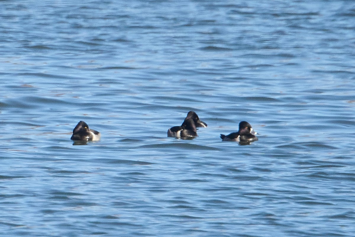環頸潛鴨 - ML647123557
