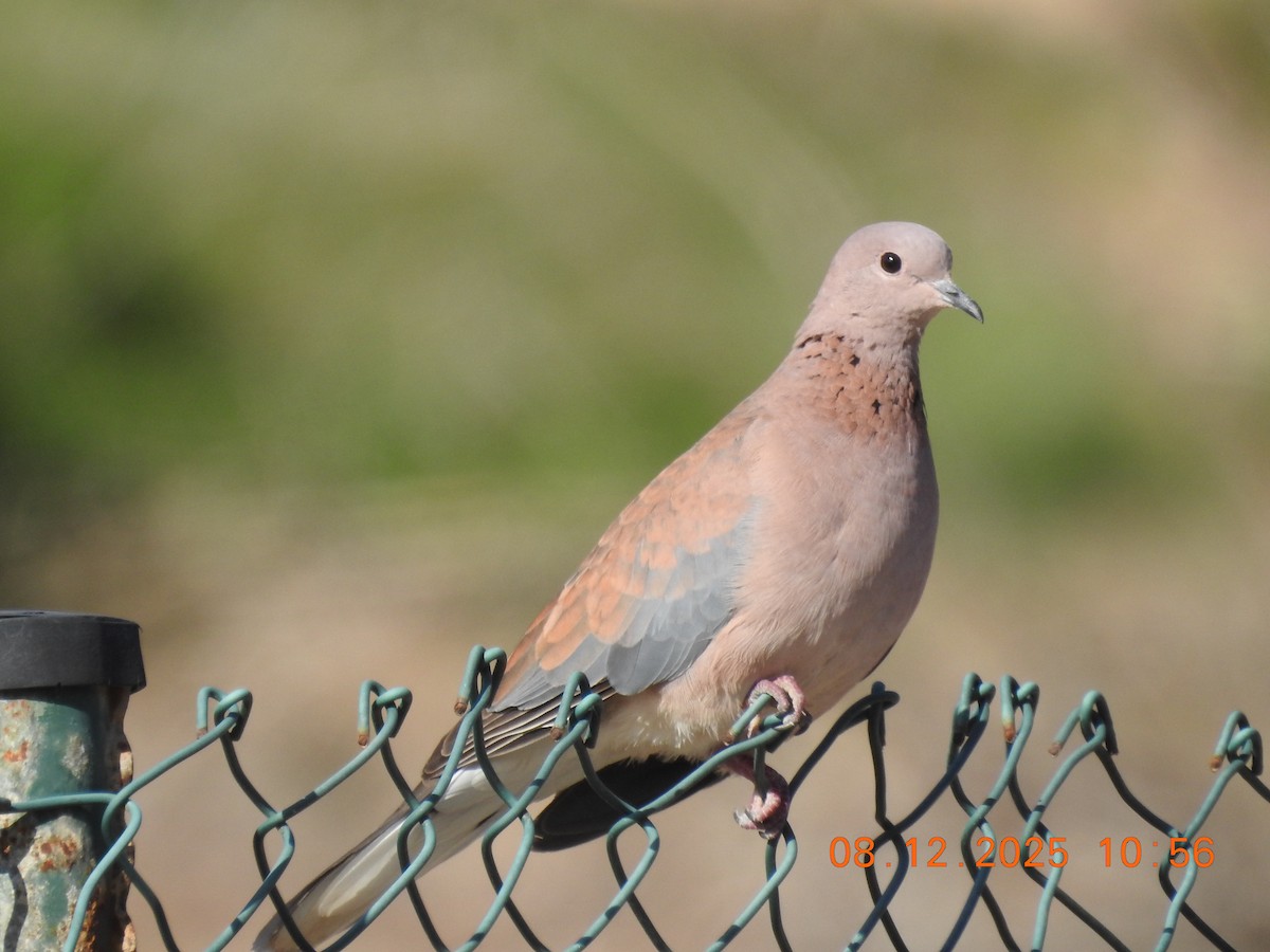 Laughing Dove - ML647123558