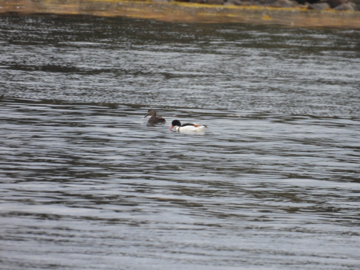 花鳧 - ML647123559