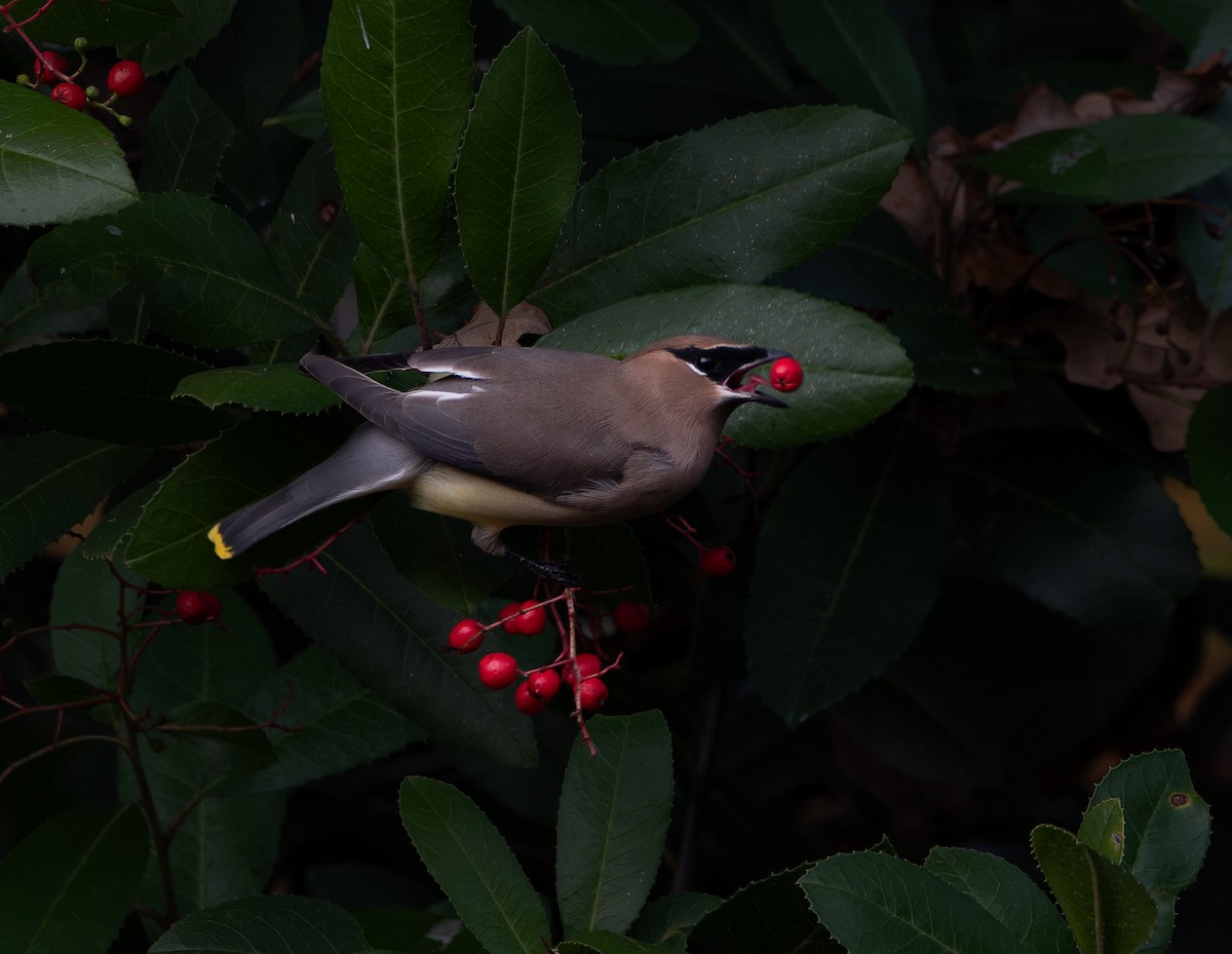 Cedar Waxwing - ML647123560