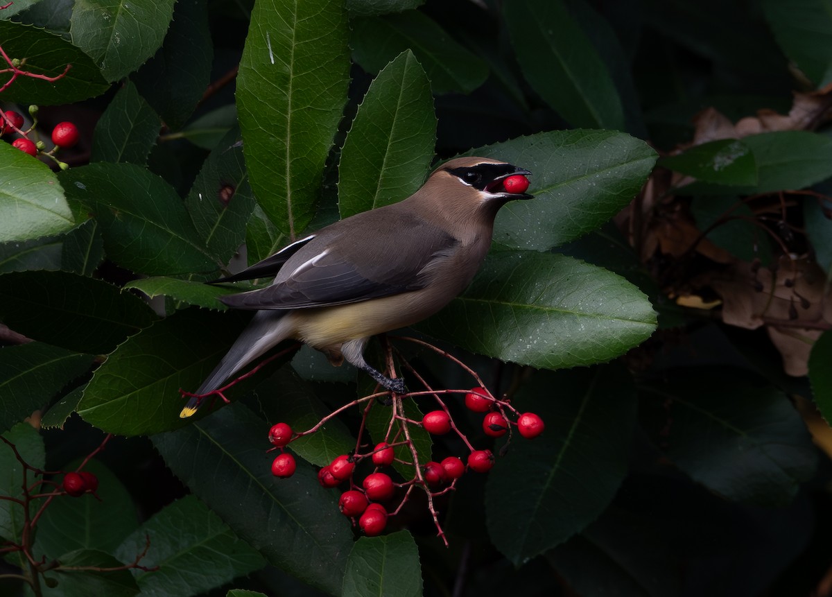 Cedar Waxwing - ML647123561