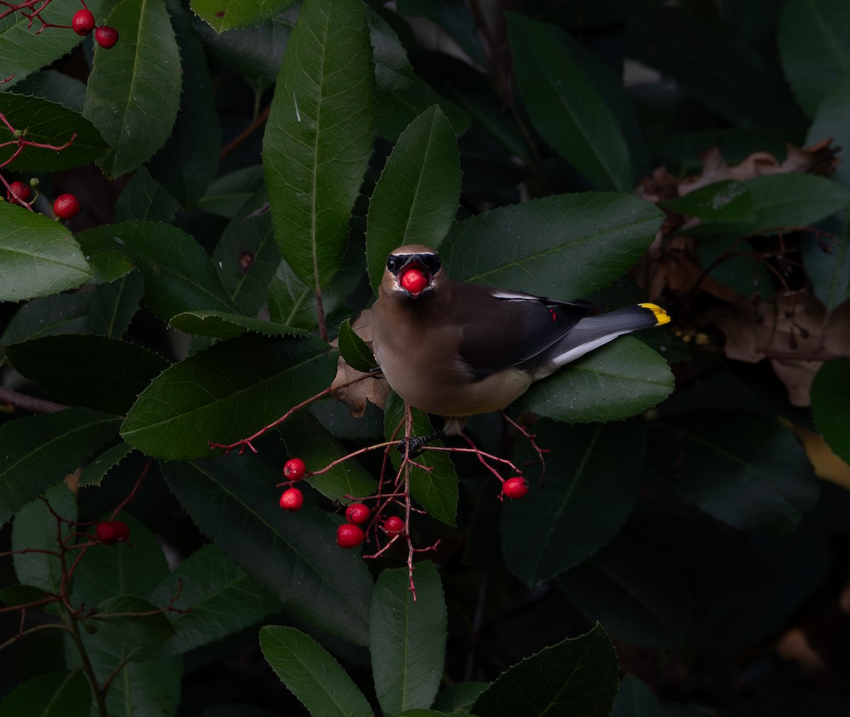 Cedar Waxwing - ML647123563