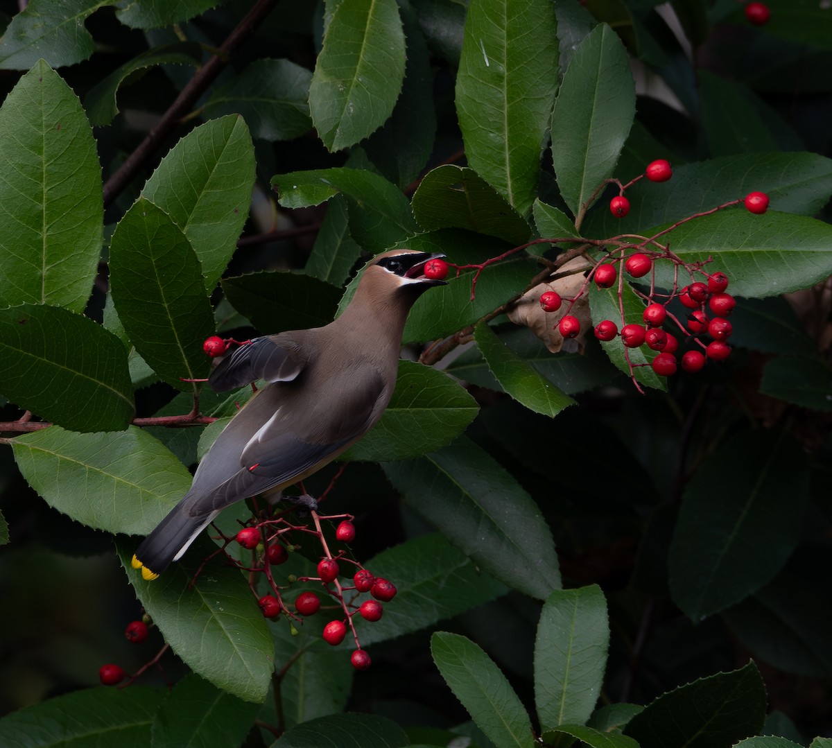 Cedar Waxwing - ML647123564
