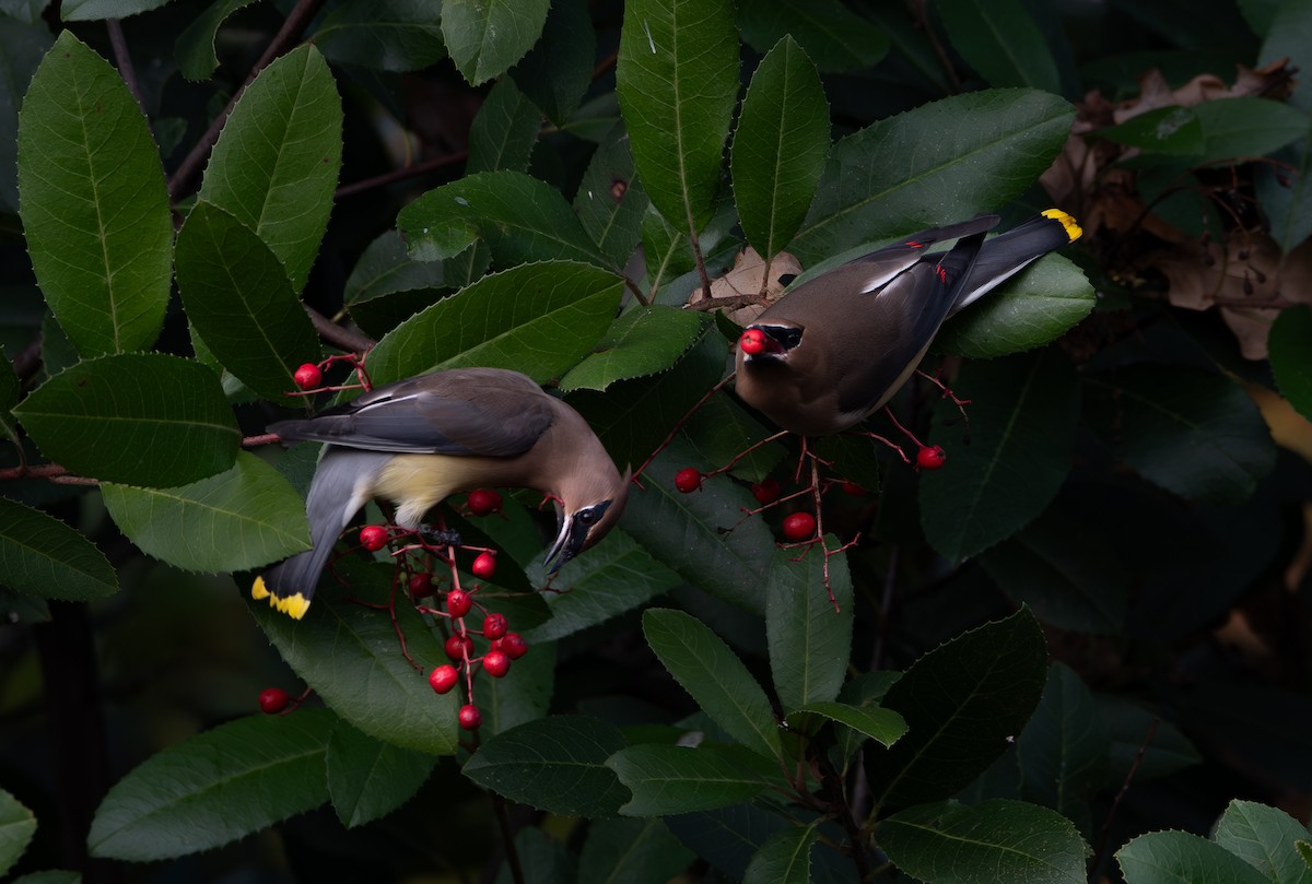 Cedar Waxwing - ML647123565