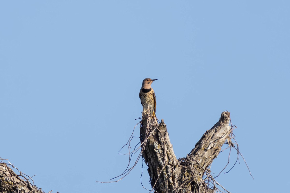 Northern Flicker (Yellow-shafted) - ML647123566