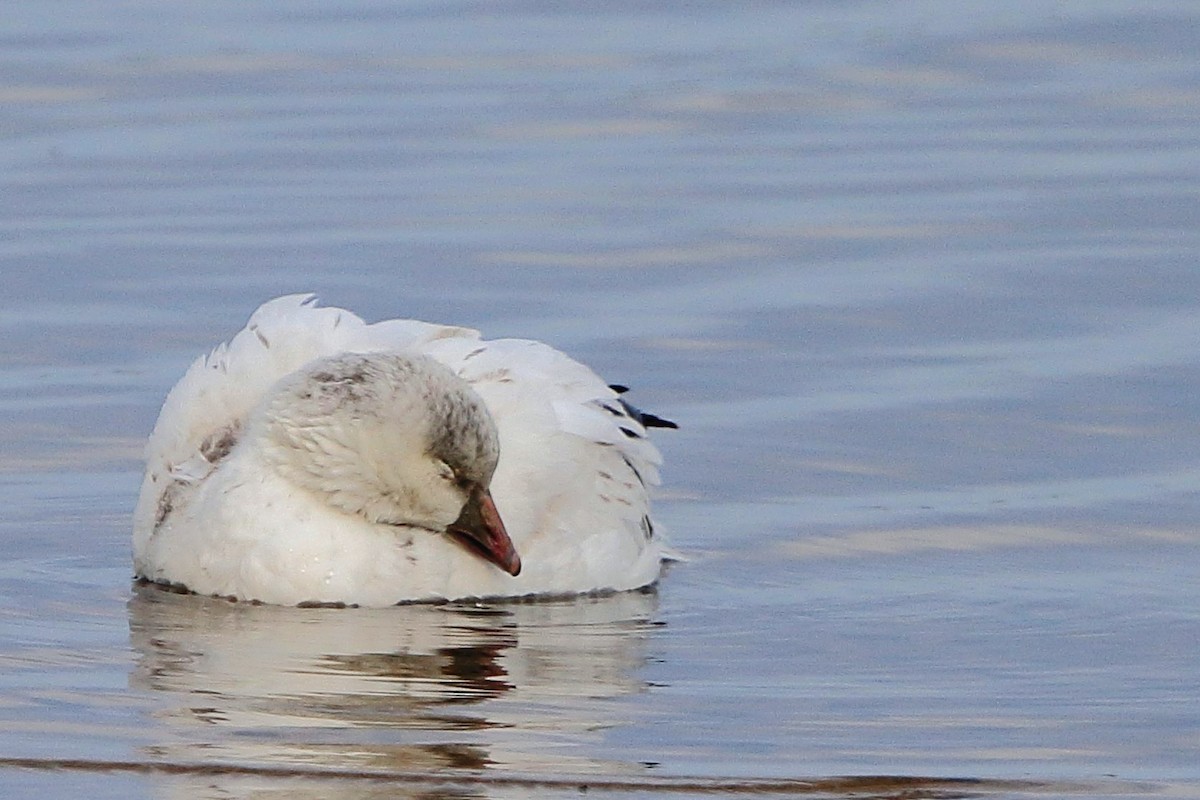 Snow Goose - ML647123567