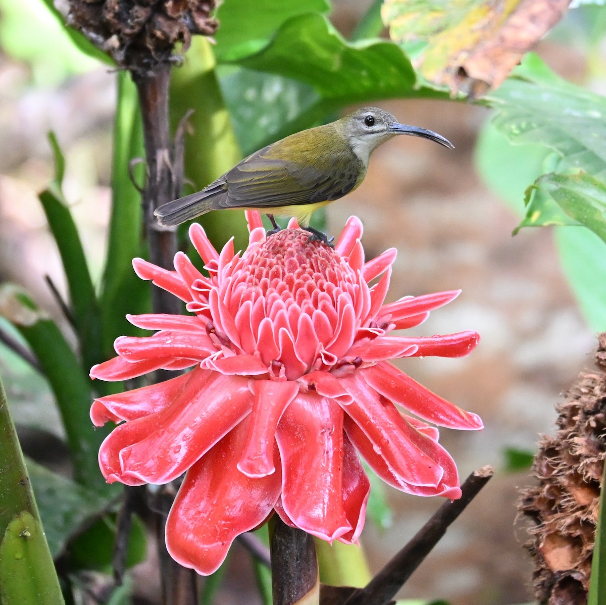 Little Spiderhunter - ML647123572