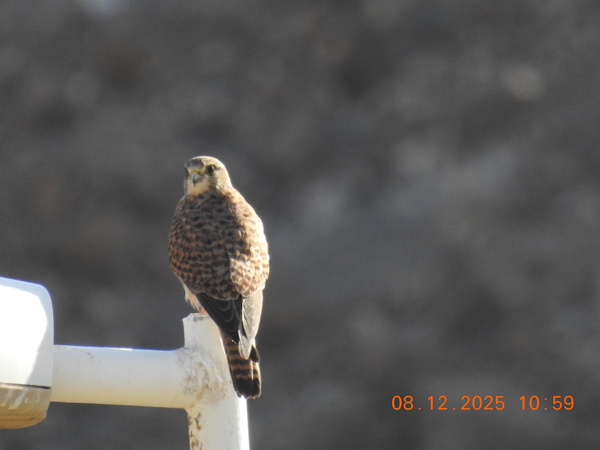 Faucon crécerelle - ML647123579