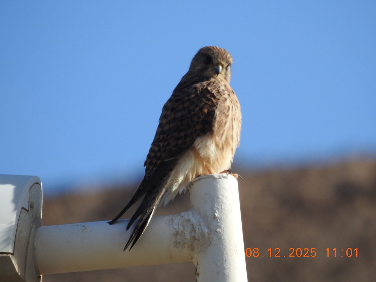 Faucon crécerelle - ML647123588