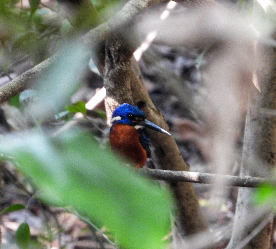 Blue-eared Kingfisher - ML647123590