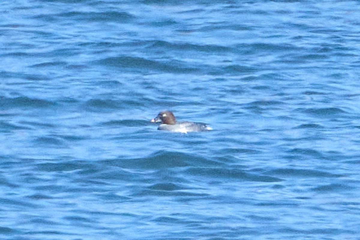 Common Goldeneye - ML647123619