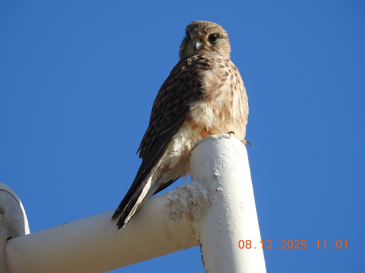 Faucon crécerelle - ML647123620